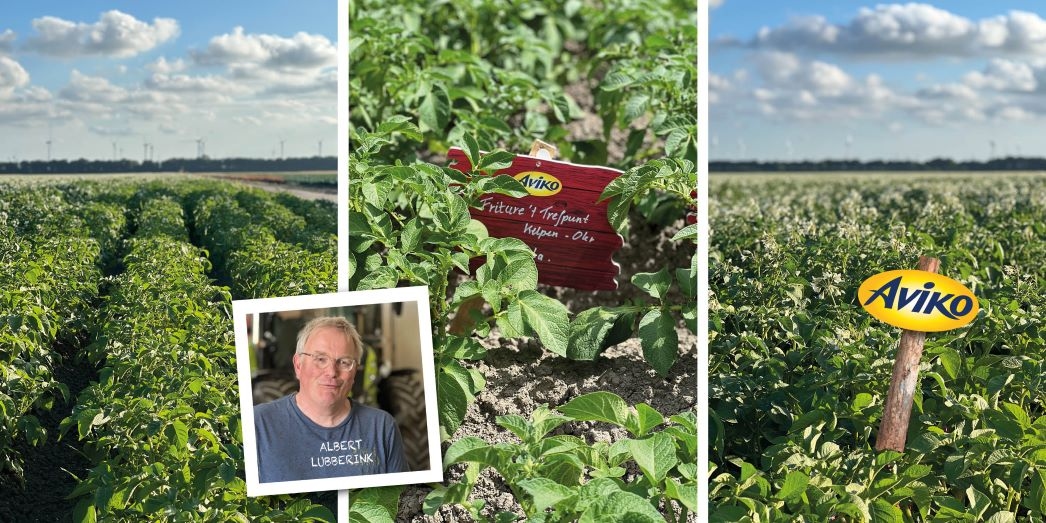 aviko_teler_groei_update_online_albert.jpg