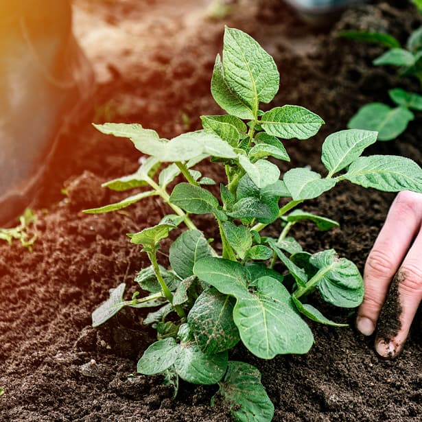 Duurzaam plantje planten door boer | Aviko foodservice - House of Fries